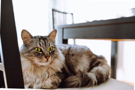 Beautiful cat of siberian breed lying on the table at homeの写真素材