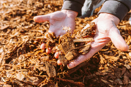 man holding pile of wood chip mulch recycled, shredded tree bark and leftoversの写真素材