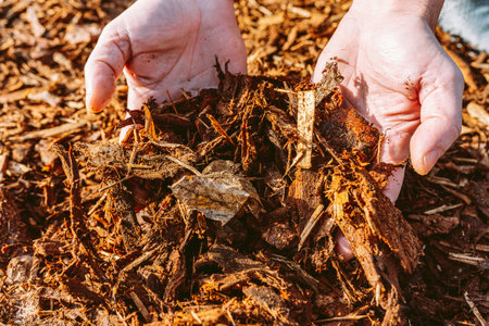 man holding pile of wood chip mulch recycled, shredded tree bark and leftoversの写真素材
