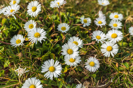 White daisies on the meadow in spring time. nature backgroundの写真素材