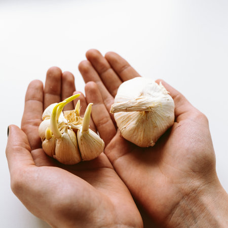 Garlic in the hands of a woman on a white background.の写真素材