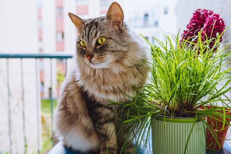 natural vitamin supplement for catsの写真素材