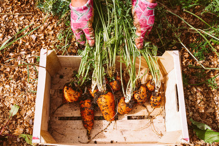 Organic carrots in wooden box. Fresh organic carrots in the garden.の写真素材