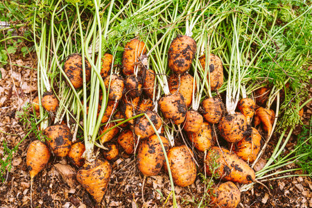Heap of freshly picked carrots on the ground. selective focus.の写真素材