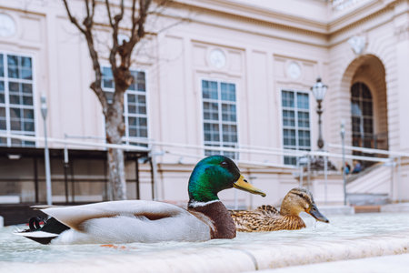 Mallard ducks swimming in the fountain in front of the palace.の写真素材
