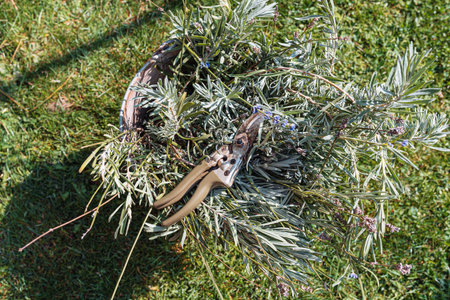 lavender shrub pruningの写真素材