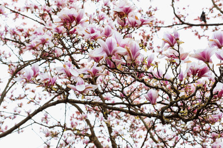 Magnolia flower blossom in spring time. Blooming magnolia treeの写真素材