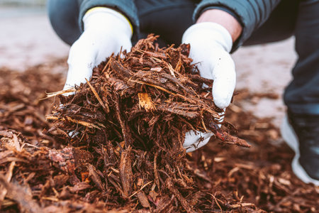 Close up of hands of gardener planting a tree in the gardenの写真素材