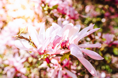 Magnolia flowers in the garden, Thailand. (soft focus)の写真素材