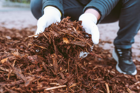Wood chips in hands gardenerの写真素材