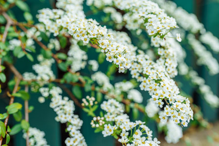 White flowers of spring spirea shrubの写真素材