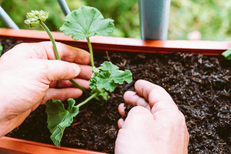 Transplanting decorative home flowers into fertile soil. Spring plant care at home. Close-up man's hands planting geranium plant in bacon flower box, with aim landscaping terrace or balcony in cityの写真素材