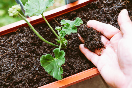 Transplanting decorative home flowers into fertile soil. Spring plant care at home. Close-up man's hands planting geranium plant in bacon flower box, with aim landscaping terrace or balcony in cityの写真素材