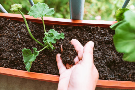 Transplanting decorative home flowers into fertile soil. Spring plant care at home. Close-up man's hands planting geranium plant in bacon flower box, with aim landscaping terrace or balcony in cityの写真素材