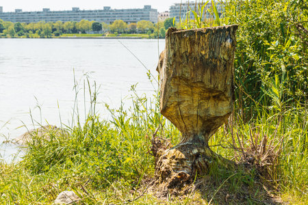 Beaver teeth marks on tree trunk on river bank, within cityの写真素材