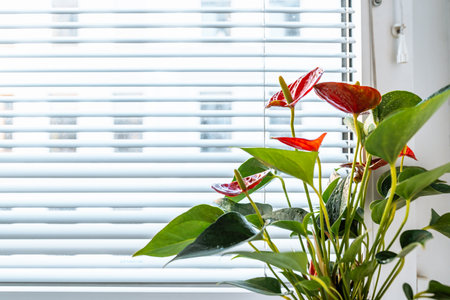 Anthurium flower care, flowering, growth at homeの写真素材