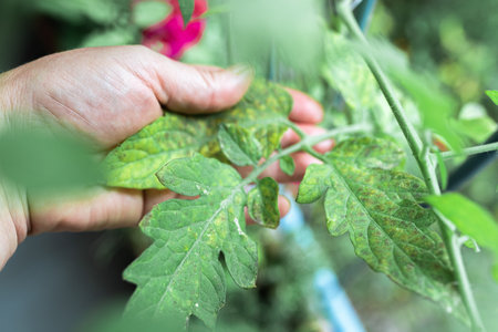 Growing tomatoes, care, treatment of plant diseasesの写真素材