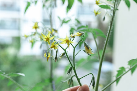 Growing tomatoes, care, treatment of plant diseasesの写真素材
