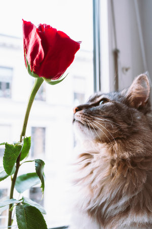 Portrait fluffy gray cat looking out window, nearred roseの写真素材