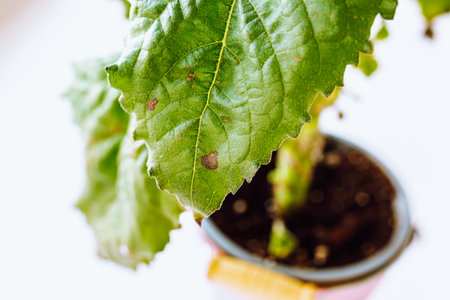 Diseased houseplant in flowerpotの写真素材