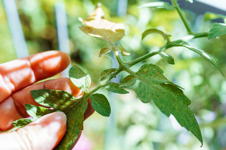Tomato leaves affected by spider mites and aphidsの写真素材
