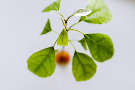 avocado seed with sprout and rootの写真素材