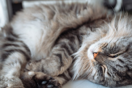 Portrait sleeping fluffy gray cat on chairの写真素材