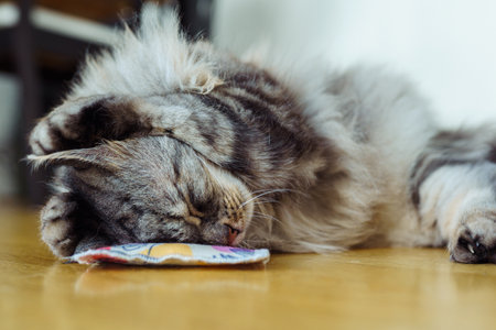 cat plays with stimulating pad with valerianの写真素材