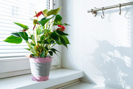 Houseplant anthurium in flowerpot on windowsillの写真素材