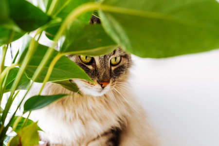 portrait cat with house plant in flowerpotの写真素材