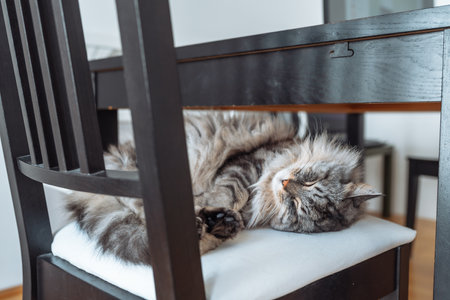 Portrait sleeping fluffy gray cat on chairの写真素材