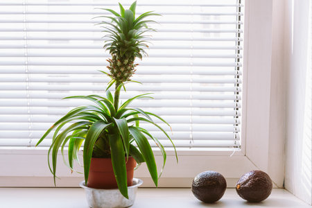 Home interior. Pineapple in flowerpot on windowsillの写真素材