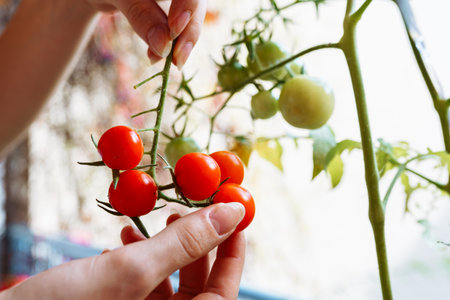 Cherry tomatoes bunch in hands gardenerの写真素材