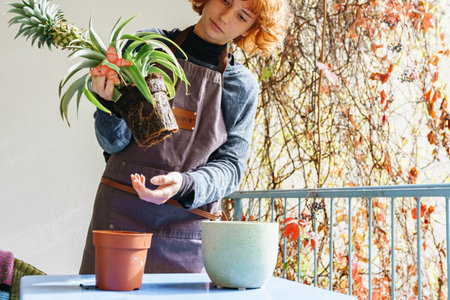 young woman cares for pineapple plant in flowerpotの写真素材