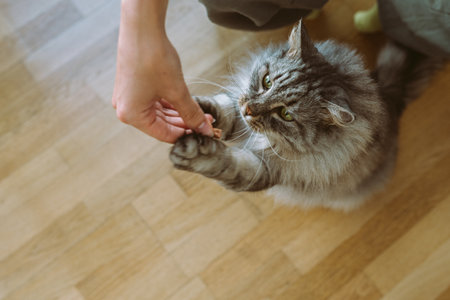 cat eats from hands cat food yummy