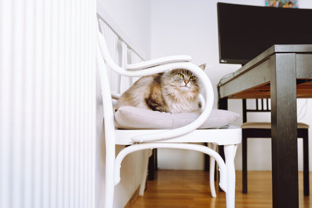 portrait gray fluffy cat sitting on pillow at homeの写真素材