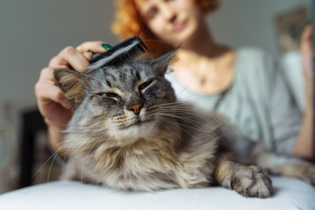 domestic cat groomingの写真素材