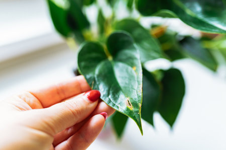 Anthurium flower care, flowering, growth at homeの写真素材
