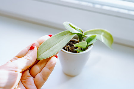 caring for decorative orchid in flowerpot