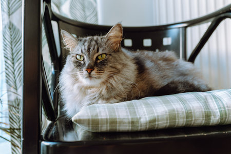Domestic gray cat sits on pillow on wooden chair, looks out windowの写真素材