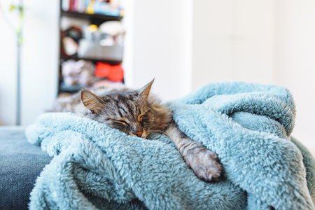 sleeping gray domestic cat on soft blanketの写真素材