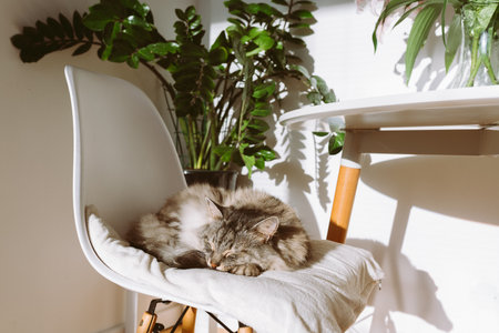 portrait sleeping domestic cat in living room in rays of lightの写真素材