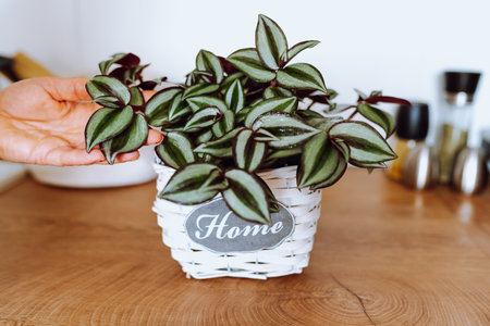 houseplant with striped leaves, tradescantia with red leaves, careの写真素材