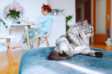 portrait domestic cat washing itself in home living roomの写真素材
