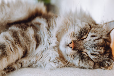 portrait sleeping domestic cat in living room in rays of lightの写真素材
