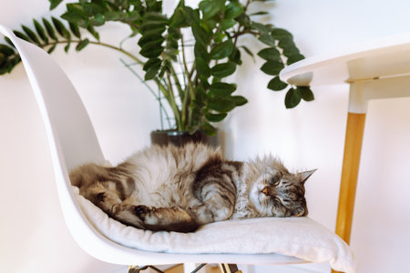 portrait sleeping domestic cat in living room in rays of lightの写真素材