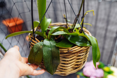 Phalaenopsis orchids planted in wicker basket in flower pot in rain on balconyの写真素材