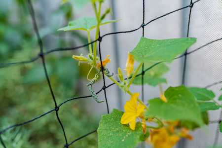 cucumber plant weaves along grid, with peduncles and fruitsの写真素材