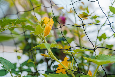cucumber plant weaves along grid, with peduncles and fruitsの写真素材