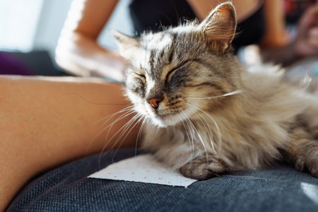 domestic cat grooming. pet hair careの写真素材